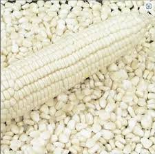 White Corn